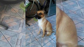 Tedi desapareceu na última quarta-feira (9) no período noturno na cidade de Santos, litoral de São Paulo Cachorro desaparecido Cachorro olhando para o lado - Arquivo Pessoal
