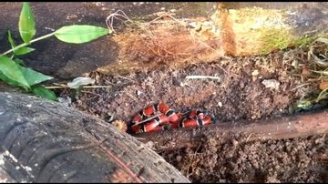 Serpente estava no jardim da escola e foi capturada pelos policiais, que confirmaram que a cobra é uma coral-verdadeira, ou seja, é peçonhenta Cobra coral venenosa é encontrada viva no jardim de uma escola no litoral paulista Cobra no jardim - Divulgação