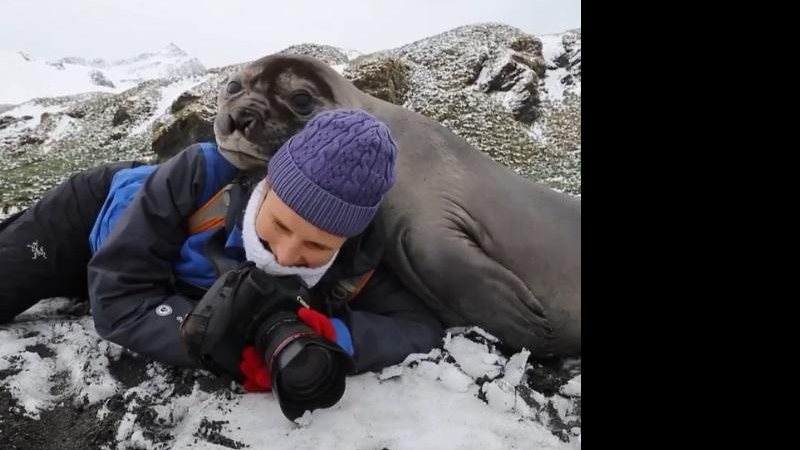 Animal abraçou o pescoço e deitou em cima das costas do fotógrafo Para aquecer o coração: fotógrafo é abraçado por foca Foca deitada nas costas do fotógrafo - Reprodução