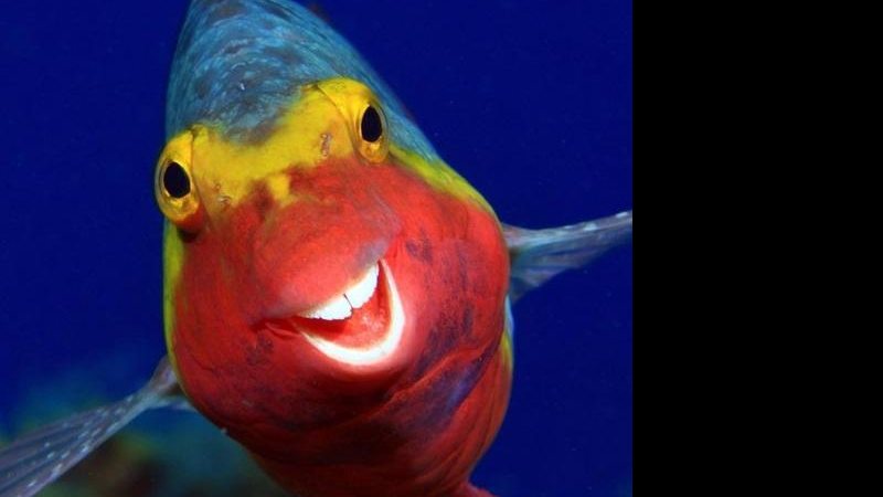 Concurso realizando em 2020 atraiu sete mil inscrições e o simpático peixe-papagaio foi um dos campeões Sorriso e simpatia de peixe-papagaio encanta os internautas Peixo colorido sorrindo para a foto - Reprodução