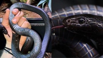 Essa espécie é uma constritora e, portanto, não possui veneno Encantadora cobra-real negra chama atenção pela beleza Cobra-real negra mexicana enrolada na mão de um homem - Reprodução