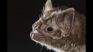 É incrível que os morcegos-vampiros possam sobreviver com sangue, diz especialista em morcegos Cientistas descobrem porque morcegos-vampiros se alimentam de sangue Close em morcego - Imagem: Reprodução / Sherri e Brock Fenton via AP