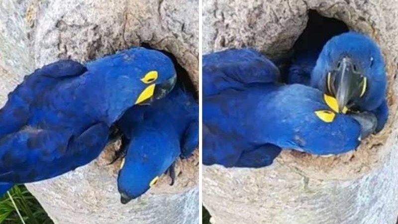 A família encontra-se no Instituto Arara-Azul no Pantanal (MS) onde vivem e são cuidados Arara-azul Arara-azul com seu filhote - Reprodução