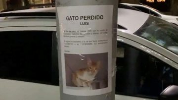 Luis foi enontrado quatro dias após seu desaparecimento bem embaixo do poste com o cartaz a sua procura Gato perdido é encontrado debaixo do cartaz que anunciava seu desaparecimento Cartaz de desaaprecimento do gato Luis - Reprodução/Twitter