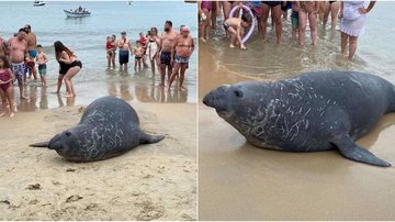 Curtindo a praia mais que caiçara, elefante-marinho sai do RJ e volta ao litoral de SP Elefante-marinho no litoral - Reprodução Kauai Ubatuba