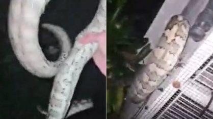 Cobras da espécie píton não são venenosas, mas possuem uma mordida potente que pode causar graves infecções Para salvar aves, homem agarra cobra píton com apenas uma mão na Austrália; VÍDEO - Foto: Divulgação Reprodução