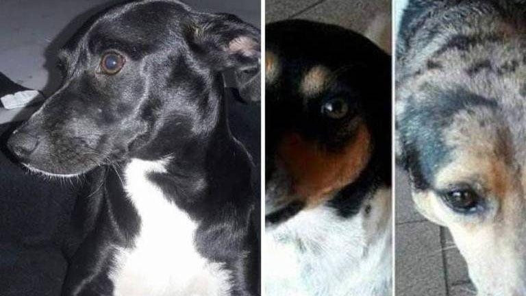 Além de se desfazer dos animais, a dona deles terá que pagar R$ 10 mil de indenização à vizinha que fez a denúncia Justiça determina que dona se desfaça de três cachorros, pois latido incomoda vizinha Fotos dos cachorros - Reprodução/Arquivo pessoal