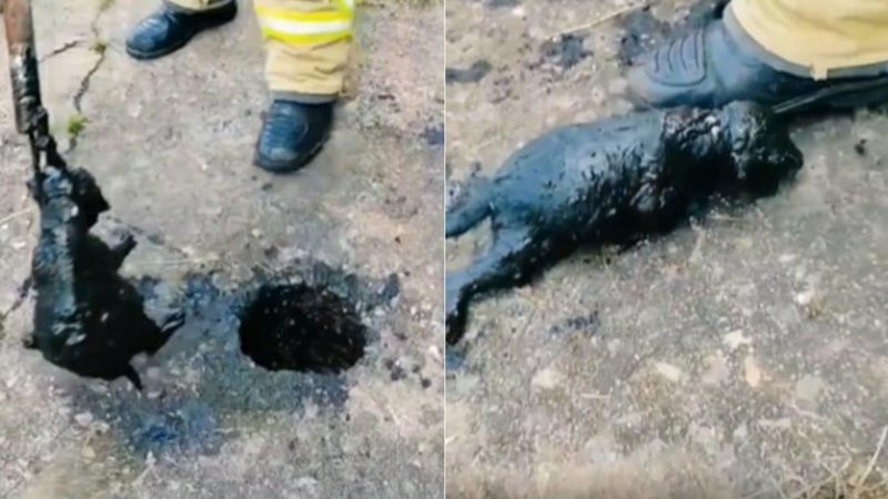 Cachorro é resgatado por bombeiros - Reprodução/web