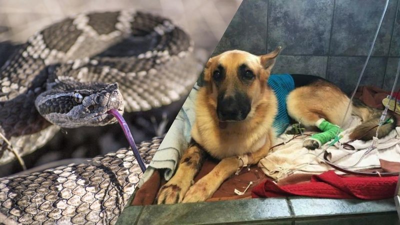 Cachorro adotado salva vida de criança e idosa - Reprodução/web -