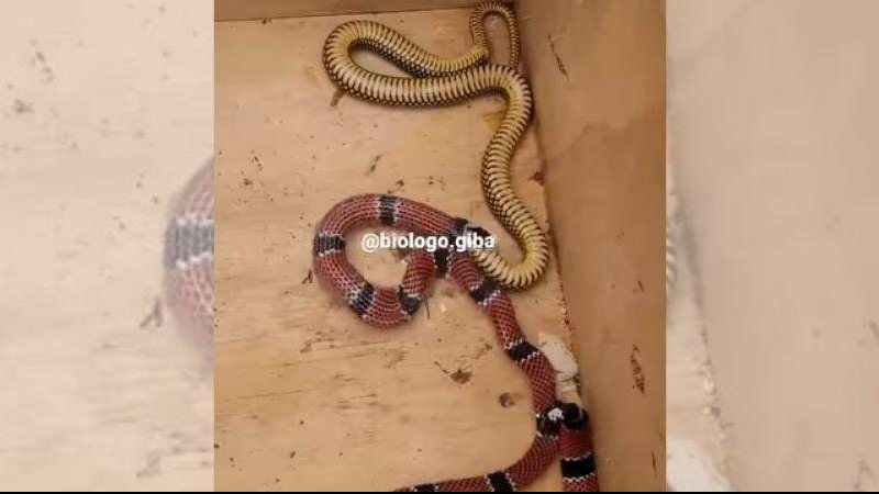 Cobra coral-verdadeira havia acabado de ser resgatada quando foi flagrada vomitando uma cobra d’água Cobra coral-verdadeira vomita cobra d’água | VÍDEO Coral vomitando cobra d'água - Reprodução Instagram