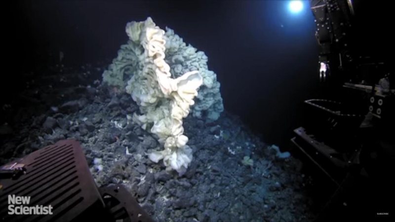 Espécie é responsável por filtrar a água marinha Esponja do mar do tamanho de um carro pode ser o animal mais velho do mundo Esponja do amr no fundo do oceano - Reprodução/New Scientist
