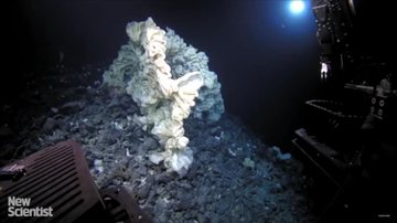 Espécie é responsável por filtrar a água marinha Esponja do mar do tamanho de um carro pode ser o animal mais velho do mundo Esponja do amr no fundo do oceano - Reprodução/New Scientist
