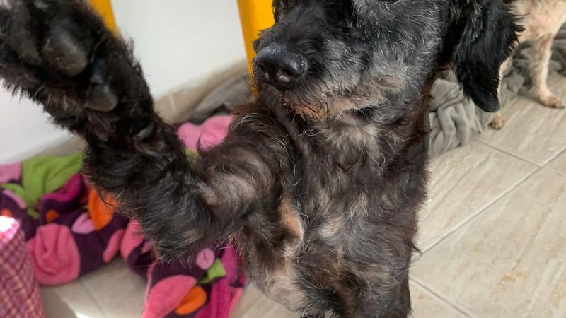 Animais estão em um lar temporário até que sejam adotados e se mudem para um lar definitivo e com amor Cachorro para adoção Cachorro preto com a patinha levantada para a câmera - Divulgação