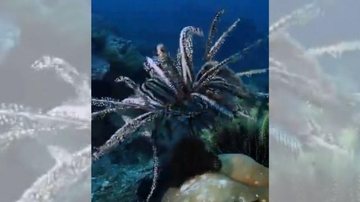 Vídeo compartilhado nas redes sociais foi feito pelo cinegrafista subaquático, Marcelo Johan Ogata, nas Ilhas Raja Ampat, na Indonésia Animal marinho com várias pernas chama atenção na internet Crinoidea no fundo do mar - Reprodução