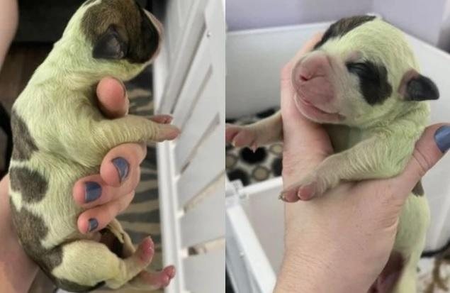 Veterinário explica que o recém-nascido porta um fenômeno raro Cadelinha nasce com pelo verde; caso acontece a cada 10 mil nascimentos Filhotinho com os pelos esverdeados - Reprodução