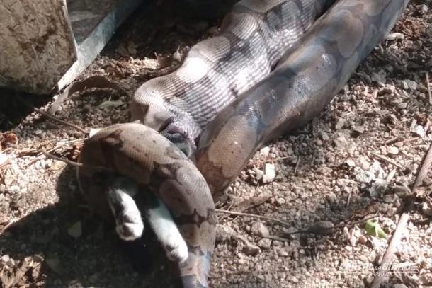 Quando a Defesa Civil da cidade chegou ao local, só era possível ver as patinhas do felino de fora Cobra com apetite voraz engole gato | VÍDEO Jiboia engolindo um gato inteiro - Reprodução/ Portal da Cidade Cabreúva