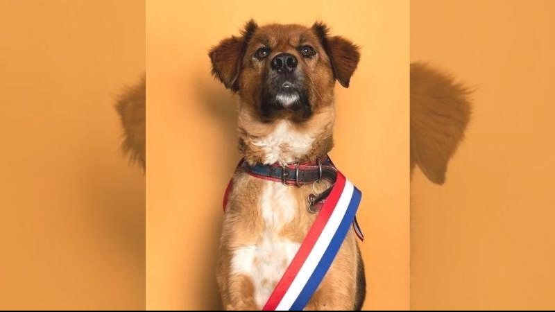 Brownie, todo orgulhoso, exibe a faixa presidencial “Primeiro-Cão” do Chile toma posse e já é sucesso na redes sociais Cacchorro Brownie com uma faixa no peito com as cores do Chile, azul, branco e vermelho - Reprodução/Instagram