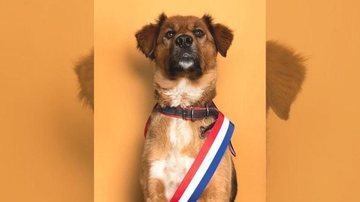 Brownie, todo orgulhoso, exibe a faixa presidencial “Primeiro-Cão” do Chile toma posse e já é sucesso na redes sociais Cacchorro Brownie com uma faixa no peito com as cores do Chile, azul, branco e vermelho - Reprodução/Instagram
