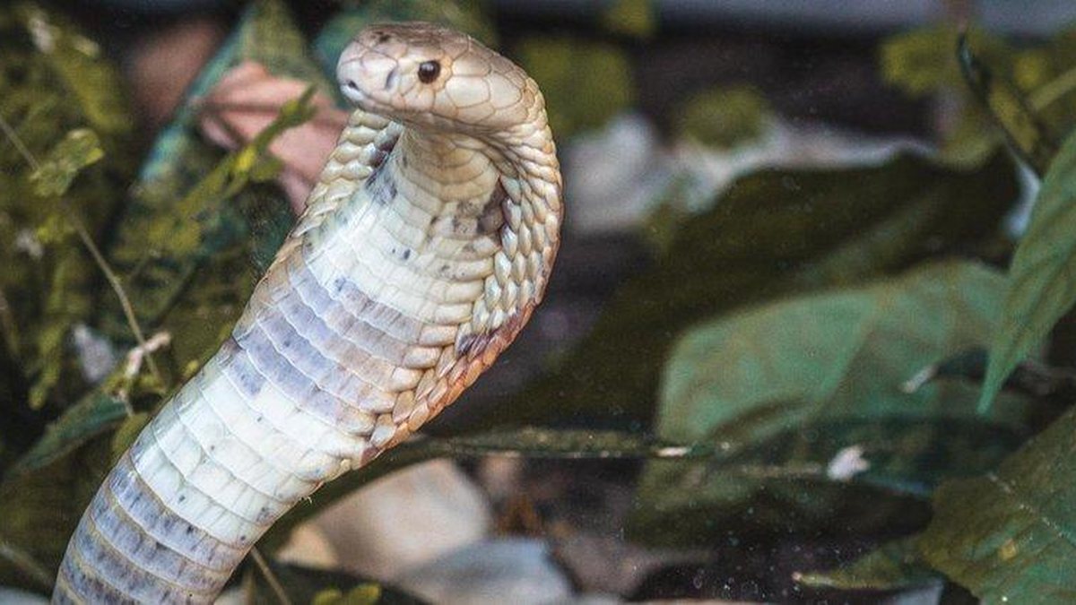 Conjunto BONS IRMÃOS - A cobra 