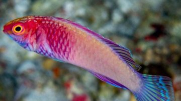 Nome científico do animal marinho que chama atenção pelas cores, é Cirrhilabrus finifenmaa Nova espécie de peixe com corpo colorido é descoberta por cientistas Peixe colorido - Reprodução