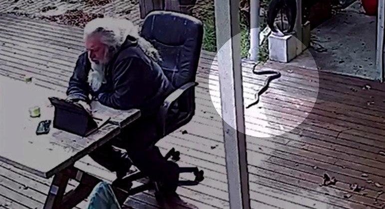 Serpente-tigre ataca trabalhador em home office - REDDIT/@RIAWARRA
