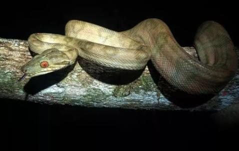 Animal foi encaminhado ao seu habitat natural Cobra Cobra enrolada em um pau - Divulgação/Thiago Malpighi
