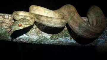 Animal foi encaminhado ao seu habitat natural Cobra Cobra enrolada em um pau - Divulgação/Thiago Malpighi