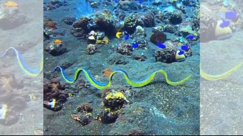 Todas as enguias de fita nascem macho Enguia luminosa baila pelo oceano | VÍDEO Enguia de fita nada pelo oceano - Reprodução/Instagram