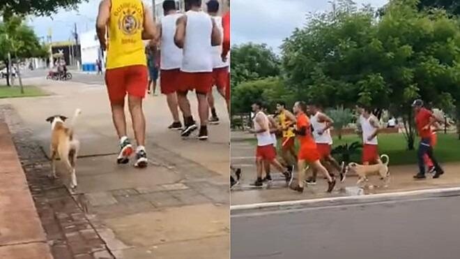 Caramelo protagoniza cena hilária em Maranhão - Divulgação / Corpo de Bombeiros do Coroatá-MA