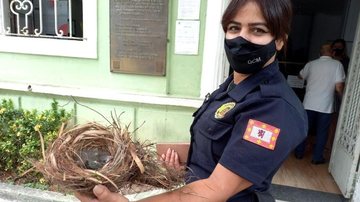 Agente da GCM foi acionada para fazer o resgate do filhote e seu ninho em frente ao Paço Municipal Filhote de passarinho é resgatado por GCM de São Vicente Guarda Municipal de São Vicente segura ninho de passarinho - Prefeitura de São Vicente