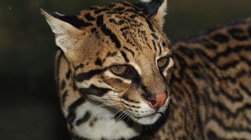 Animal sofre com a perda de habitat, atropelamentos e com a caça, o que pode causar diminuição no número de espécies Jaguatirica - Haroldo Palo Jr./Fundação Boticário