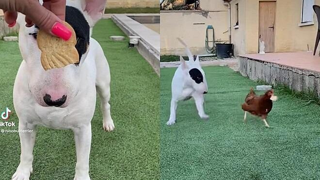 Galinha rouba biscoito de cachorro e viraliza na web - Instagram @ninobullterrier