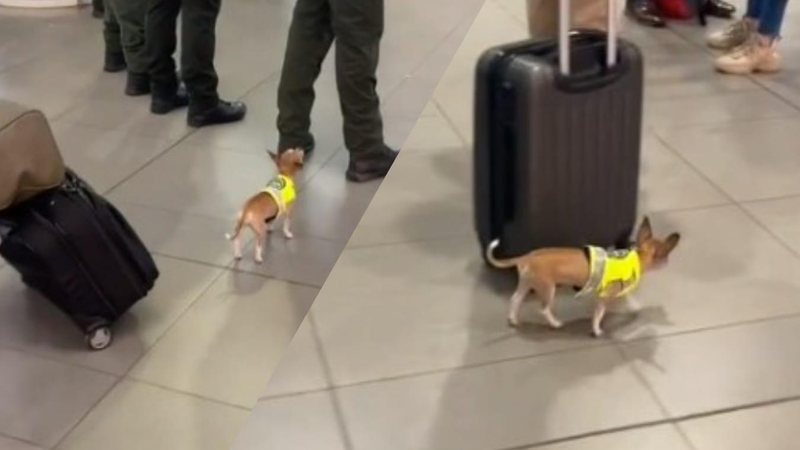 Chihuahua fica famoso ao trabalhar em aeroporto - Edição: Costa Norte / Registro @agatafornasa