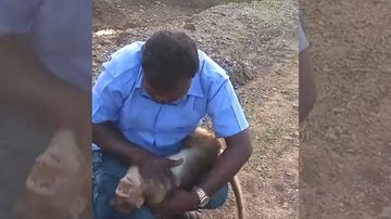 Caso aconteceu na Índia após o macaquinho ser atacado por cães de rua Emocionante: taxista traz macaco de volta à vida com massagem cardíaca Homem aplica massagem cardíaca em macaco - Reprodução/Twitter