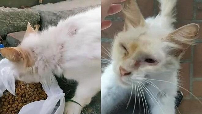 Gatinha agradece por ração e comove web - Reprodução/ @nintonks