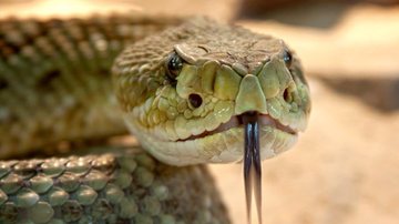 Nas últimas dezenas de cobras de várias espécies foram vistas fora do habitat natural das serpentes Diversas cobras aparecem devido ao calor e períodos de chuvas Cobra cascavel - Pixabay