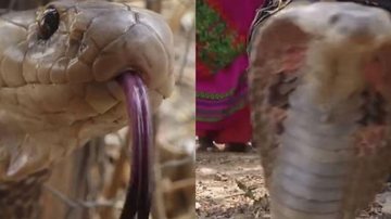 Espécie é considerada uma das mais letais, pela quantidade de toxina liberada em uma única mordida Vídeo mostra o resgate de uma das cobras mais letais do mundo Cabeça da cobra - Reprodução
