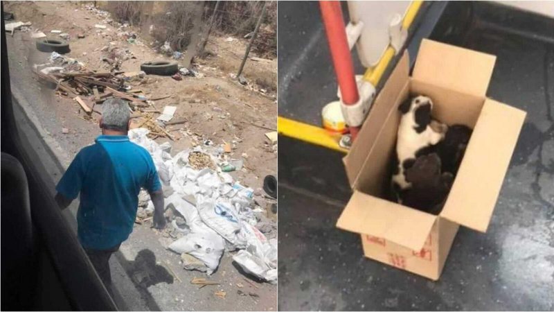 Motorista parou o automóvel para socorrer os cachorros, deixados dentro de uma caixa de papelão entre lixo e entulhos Filhotes de cachorros são resgatados do lixo por motorista de ônibus Motorista resgatando os animais no lixo e outra foto dos cachorros d - Reprodução/Schnauzi