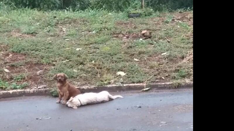 Cachorro fica ao lado de amigo atropelado por mais de 24 horas - Reprodução/web