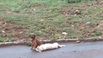 Cachorro fica ao lado de amigo atropelado por mais de 24 horas - Reprodução/web