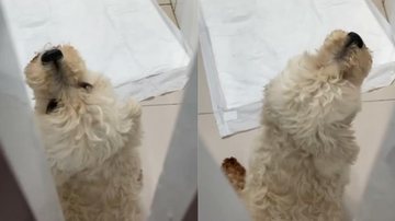 Vídeo mostra animal aos prantos procurando o tutor enquanto uiva de tristeza - ONG Viva Bicho Santos