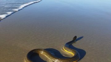 Animal não oferece risco à população Cobra é fotografada "nadando" na praia Cobra na faixa de areia - Reprodução