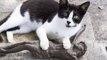 Gato visita túmulo de dono: caso viralizou em 2011 e voltou a repercutir - Reprodução/web