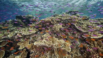 Corais sem cor da Austrália Maior barreira de corais do mundo está perdendo a cor - Imagem: Autoridade do Parque Marinho da Grande Barreira de Corais / J. Sumerling / via AP