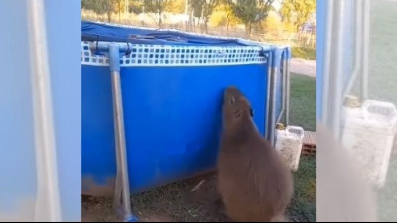 “Só nadar no rio enjoa! ”, brincou o biólogo Gilberto Ademar Duwe, autor da postagem Capivara pula na piscina para se refrescar e vídeo chama atenção na internet Capivara pulando na piscina - Reprodução