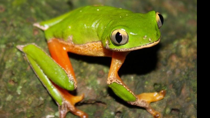 É encontrada na Mata Atlântica numa região entre Santa Catarina, Paraná e São Paulo Perereca extinta Mede cerca de 7cm, possui coloração verde vivo, com superfície lateral laranja brilhante - Divulgação
