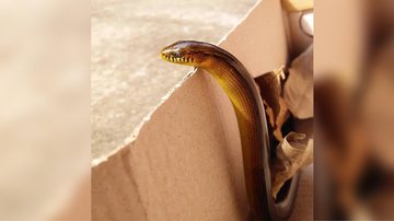 Cobra de vidro na verdade é um lagarto Você conhece a cobra de vidro? Biólogo explica características do animal cobra de vidro - Foto: Divulgação