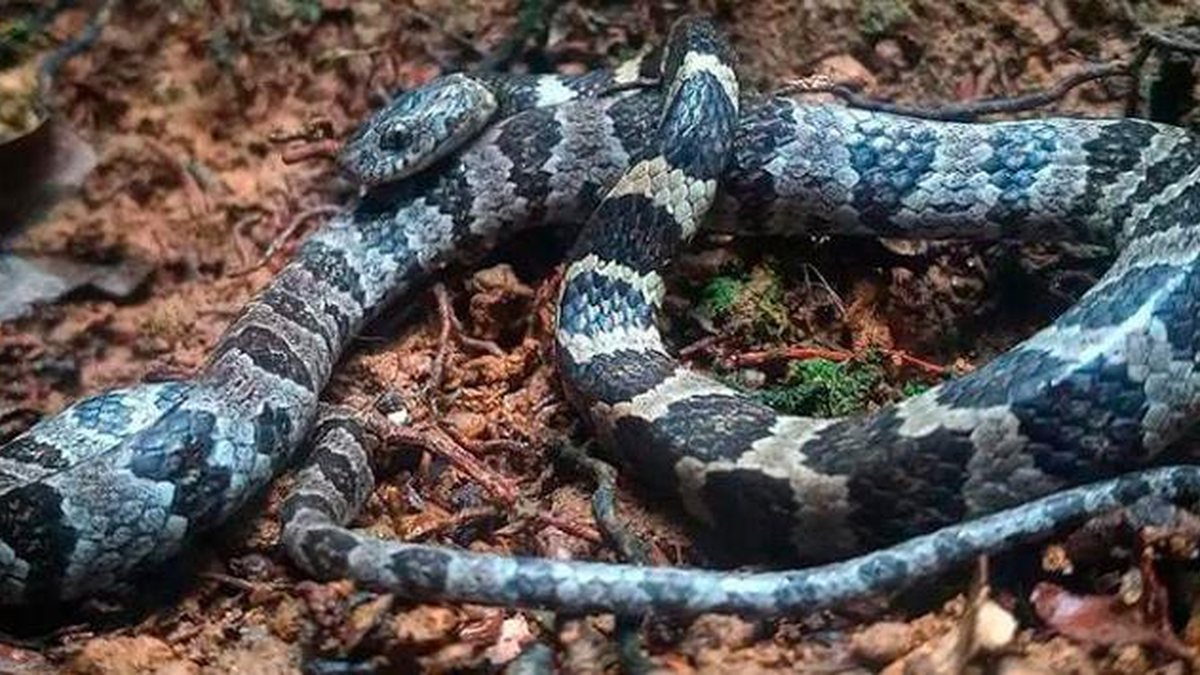 cobra azul animal｜Pesquisa do TikTok