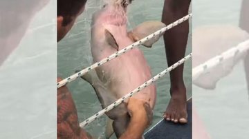 Toninha foi devolvida ao mar e apesar de cansada, depois de um tempo ela conseguiu nadar Animal marinho ameaçado de extinção é salvo da morte em Guarujá Toninha sendo tirada do mar com a rede na boca - Reprodução