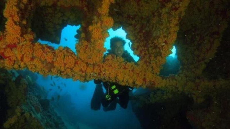 Colônioa do coral-sol Praga dos mares identificada no litoral do Ceará preocupa cientistas Mergulhador em coral-sol - Imagem: Reprodução / Marcus Davis/Mar do Ceará LTDA